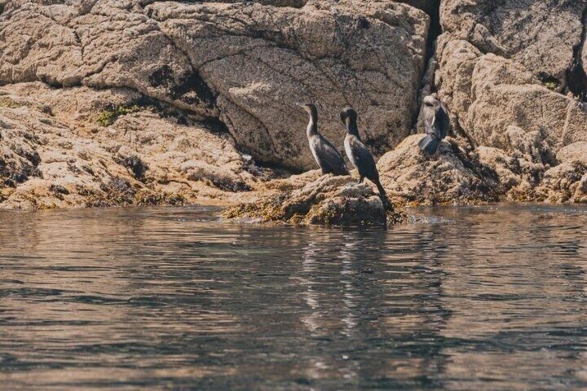 Two birds on a rock by a body of water. 3