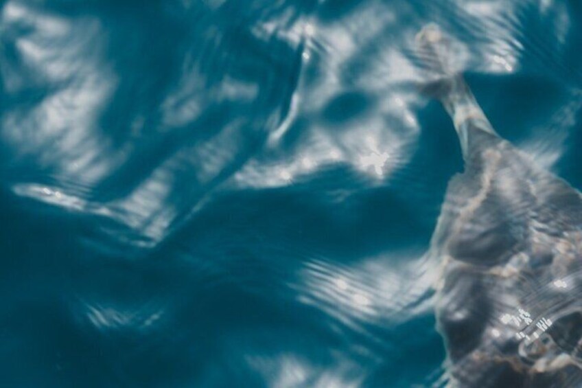 A close-up of a sea creature with a textured, mottled skin in a blue aquatic environment. 4