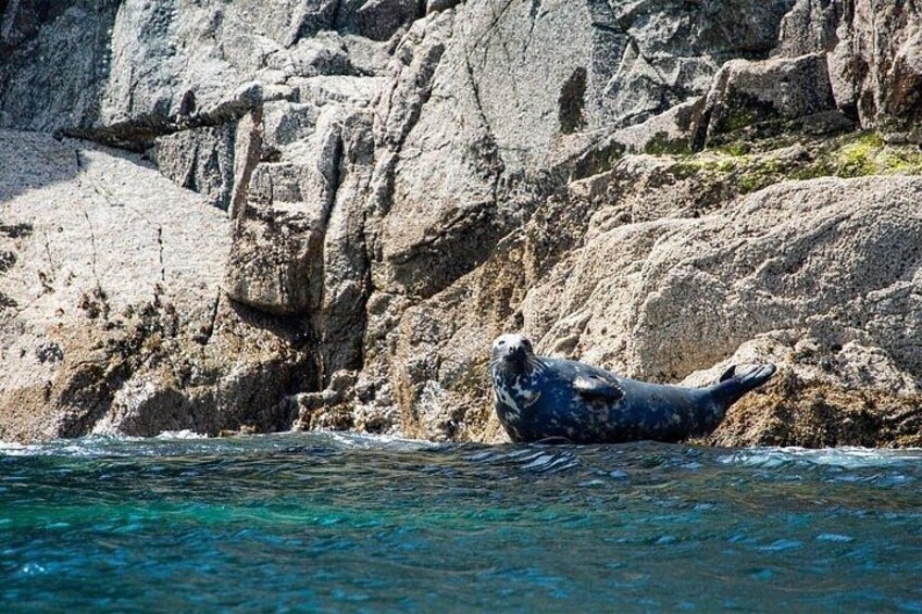 A seal resting on a rocky shore with clear water. 2