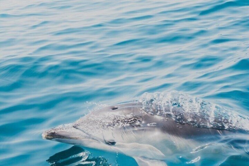 A dolphin swimming in the ocean. 1