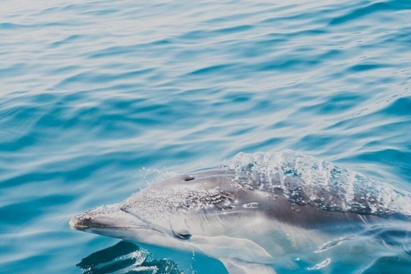 A dolphin swimming in clear blue water. 1