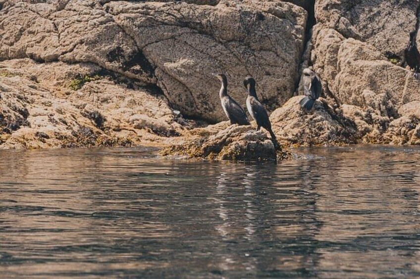 Two birds on a rock by a body of water. 5