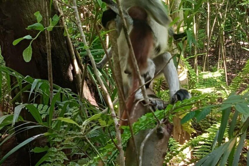 A monkey climbing a tree in a dense forest. 4