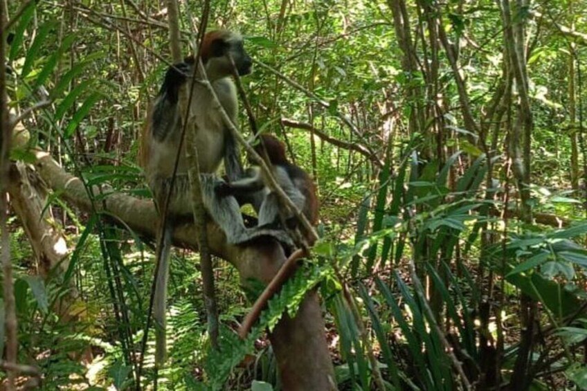 A monkey sitting on a tree branch in a dense forest. 5