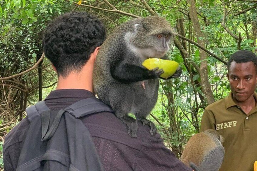 A person holding a monkey, another person in a staff uniform, and a forested background. 1