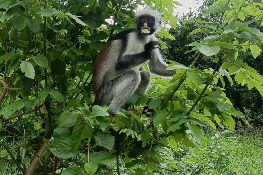 A monkey sitting among green foliage. 3