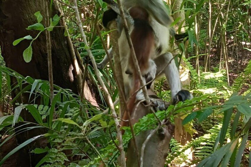 A monkey climbing a tree in a dense forest. 4