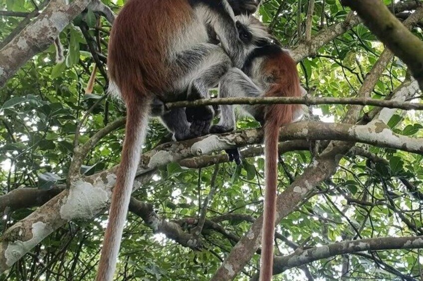 A monkey with a reddish tail and black and white fur, sitting on a tree branch surrounded by dense foliage. 2
