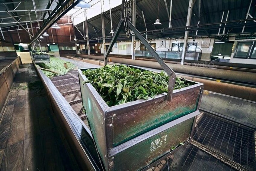 A large industrial facility with conveyor belts and metal containers processing green leafy vegetables. 3