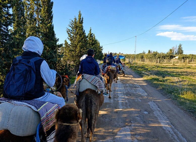 Picture 1 for Activity Dromedary ride with transport from your hotel in Sousse or Monastir 3