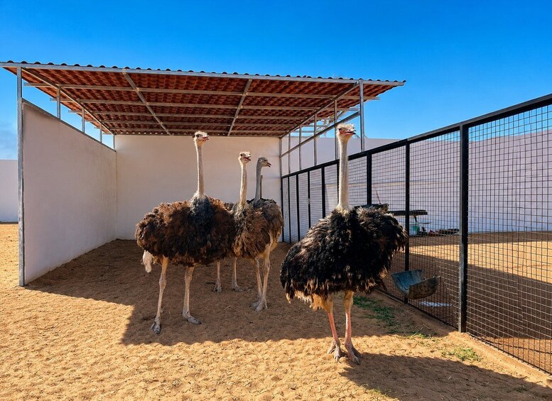 Picture 2 for Activity Dromedary ride with transport from your hotel in Sousse or Monastir 4