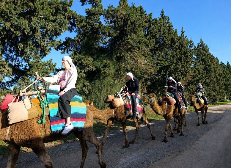 Picture 4 for Activity Dromedary ride with transport from your hotel in Sousse or Monastir 2