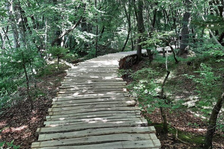 A wooden boardwalk through a forest. 2