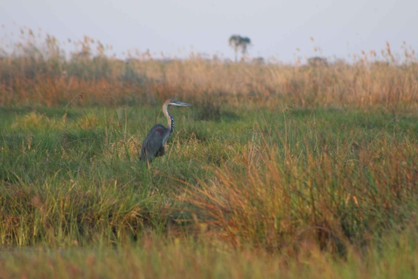 A heron standing in tall grass. 5
