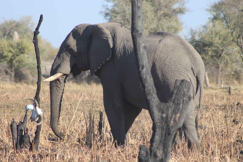 An elephant in a dry grassland with trees in the background. 2