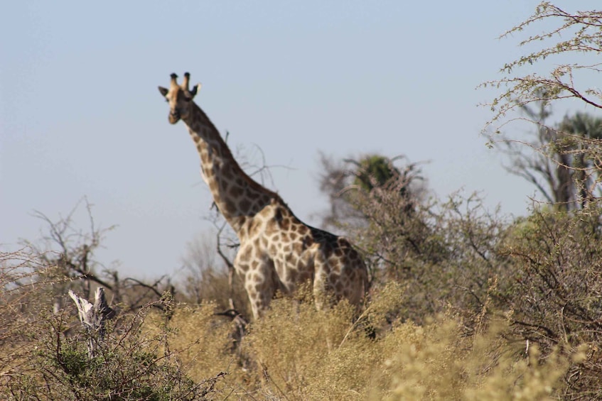 A giraffe standing in a dry, grassy savanna with sparse trees and shrubs. 4