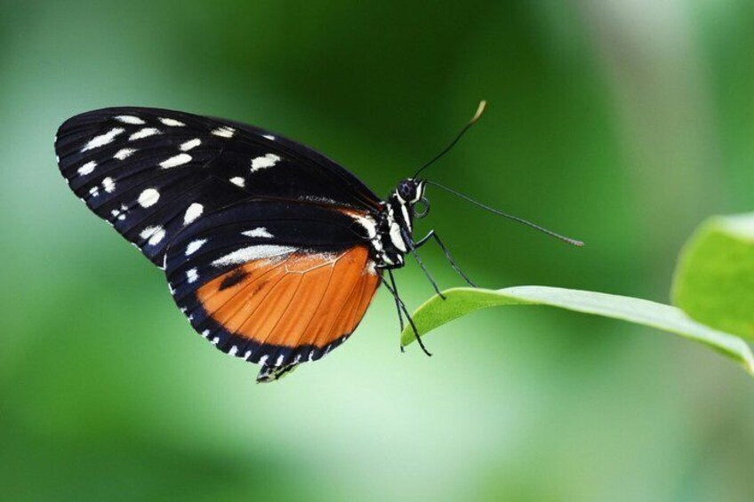 Exotic Beach and Animal Park Tour in Crete 4