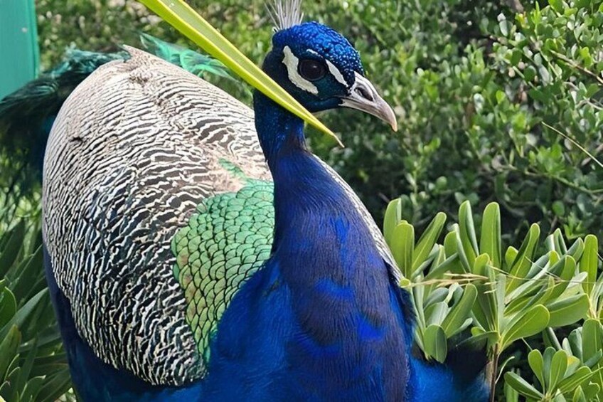 A peacock with a vibrant blue neck and green tail feathers, surrounded by greenery. 5