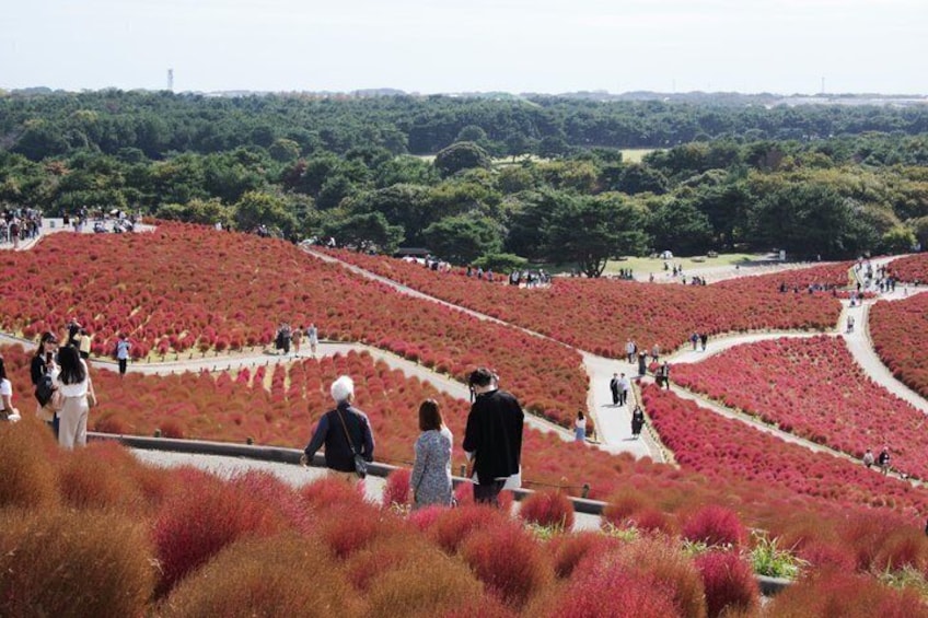 Private Day Tour in Hitachinaka Seaside and Ashikaga Flower Park 1