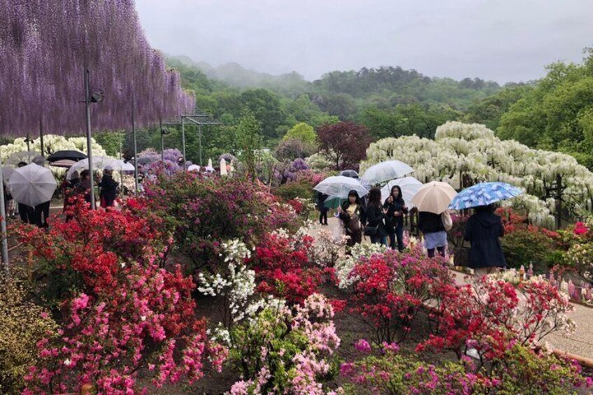 Private Day Tour in Hitachinaka Seaside and Ashikaga Flower Park 4