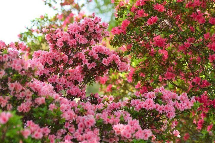 Private Day Tour in Hitachinaka Seaside and Ashikaga Flower Park 5