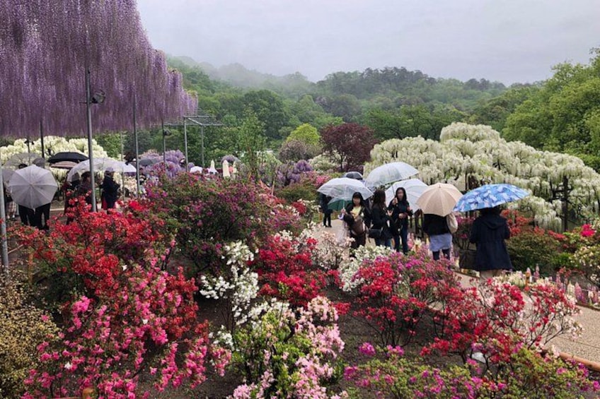 A garden with various flowers and people holding umbrellas. 4