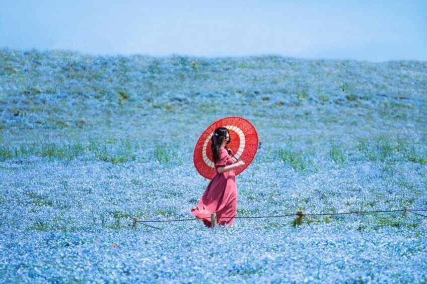 Private Day Tour in Hitachinaka Seaside and Ashikaga Flower Park 3
