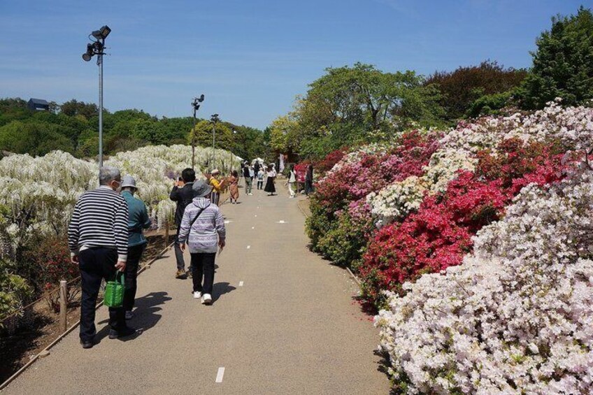 Private Day Tour in Hitachinaka Seaside and Ashikaga Flower Park 2