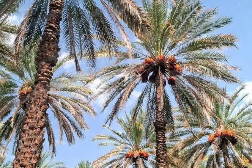 Nizwa and Jebel Akhdar Sharing Tours 3