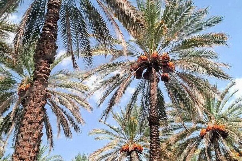 Tall palm trees with clusters of coconuts against a clear sky. 3