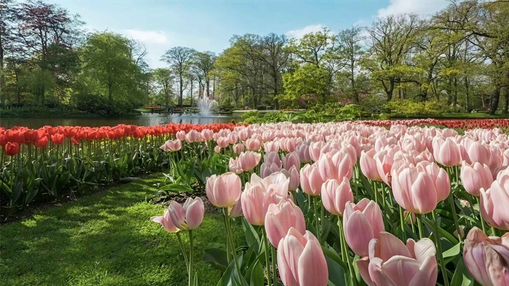 A park with rows of pink and red tulips, a fountain, and trees. 5