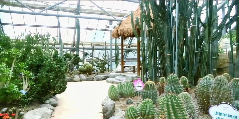 A greenhouse with various plants, including cacti and succulents, arranged along a pathway. 4
