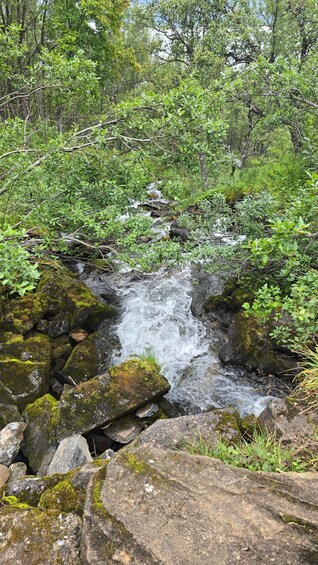 Picture 7 for Activity Stunning Tromsø nature bath - Hike with Bonfire/Lunch/photo 3