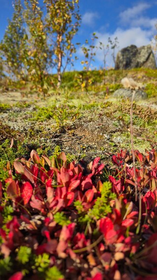 A close-up of red and green vegetation with a rocky background and a clear blue sky. 2