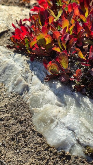 Red and yellow foliage on a rocky surface with ice. 3
