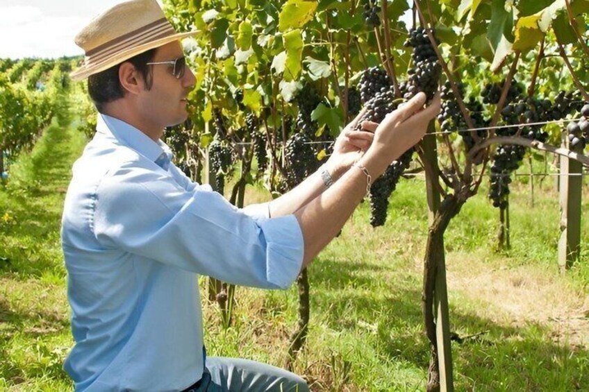 A person inspecting grapes on a vine in a vineyard. 2