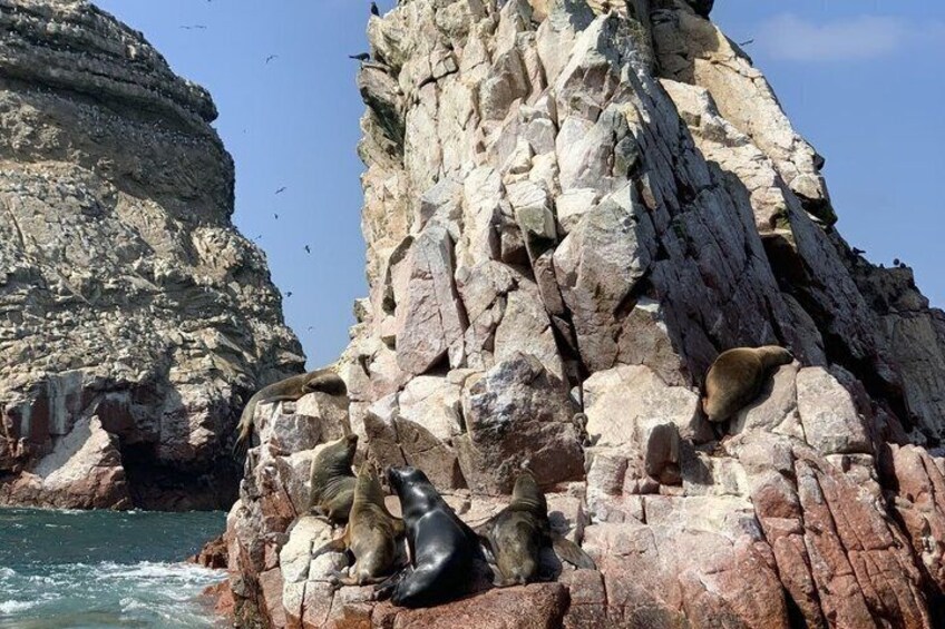 A rocky cliff with seals resting on it. 4