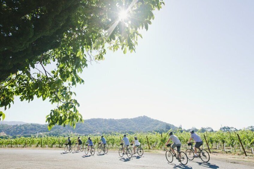 Cyclists riding on a road with vineyards in the background. 3