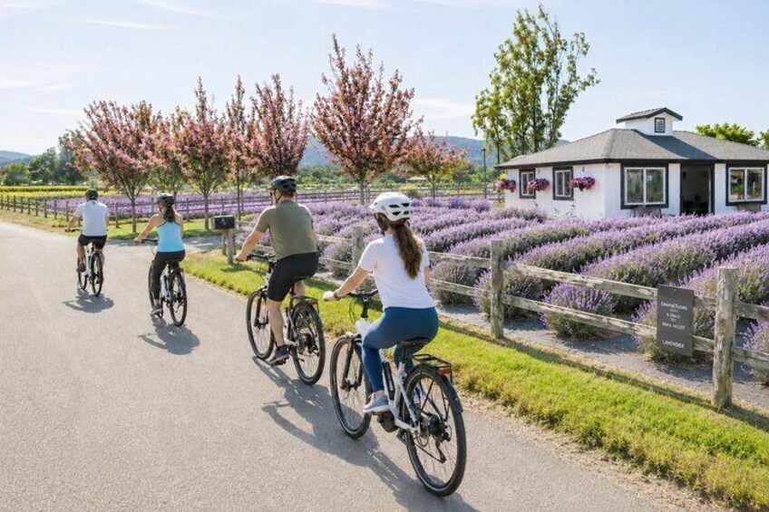 A group of people riding bicycles on a paved path, surrounded by lavender fields and a building with a sign. 1