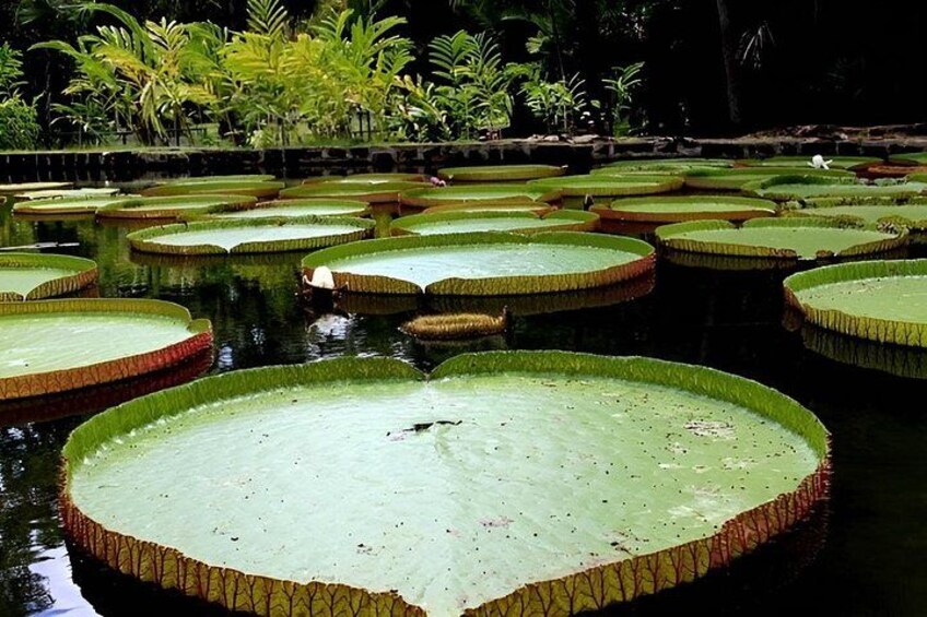 A pond with large lily pads and surrounding greenery. 2