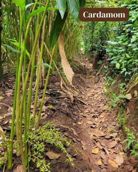 Picture 8 for Activity Full day tour: Jozani Forest, Spice Tour & Stone Town tour 2