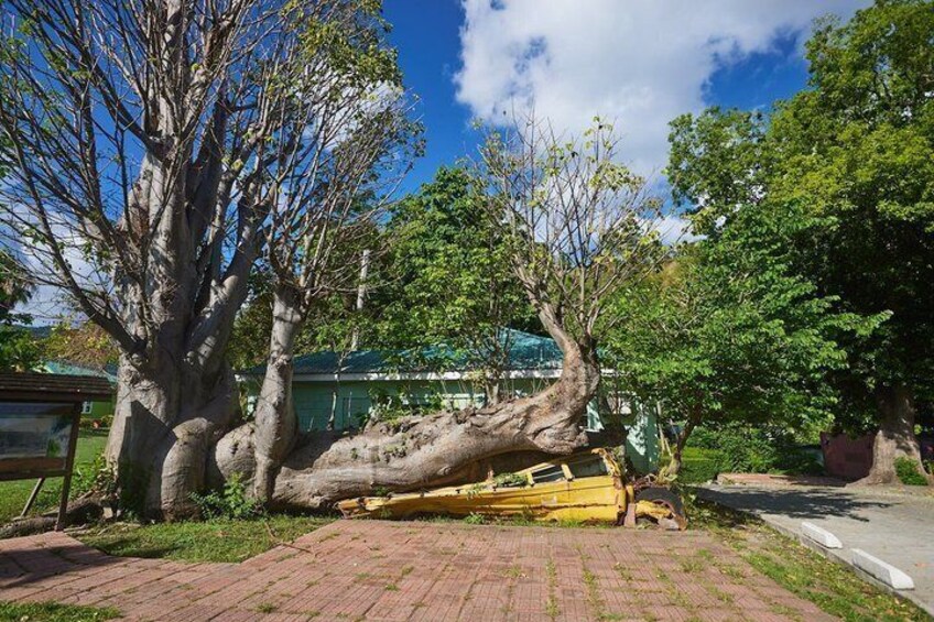 A fallen tree in a park with a yellow boat nearby. 2