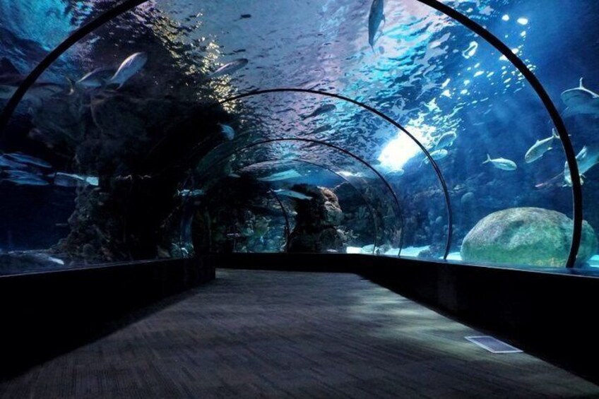 An aquarium tunnel with fish swimming inside. 4