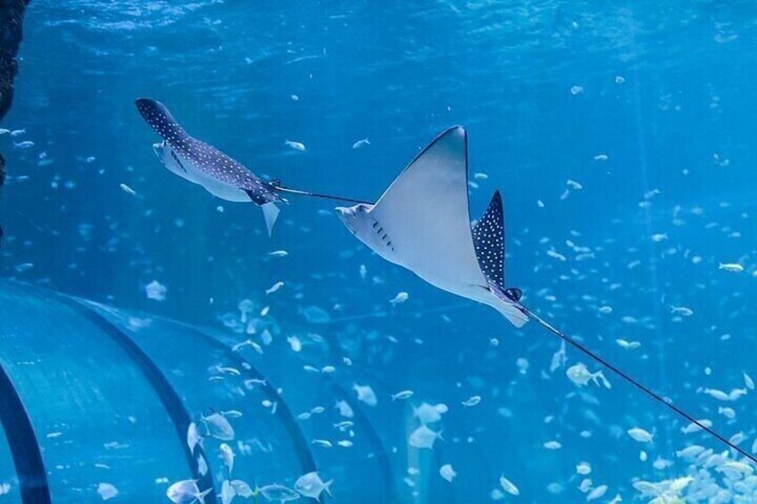 Two stingrays swimming in a blue aquarium. 3