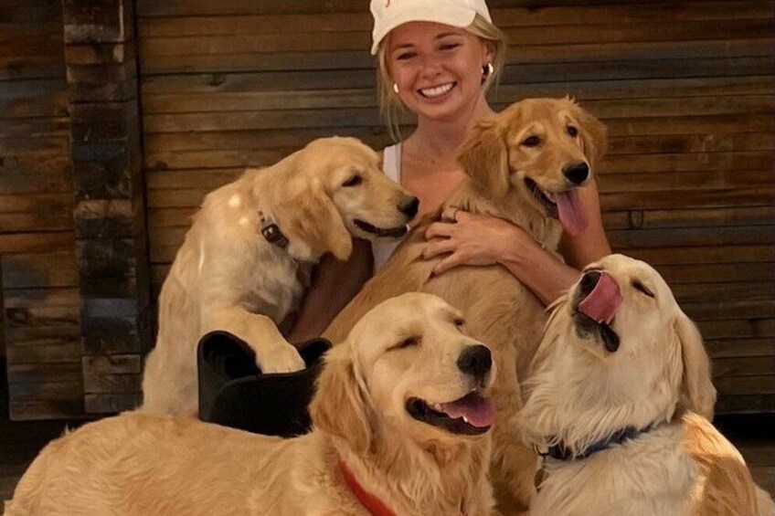 Golden Retriever Retreat in Joshua Tree, CA 4