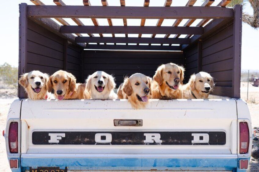 Golden Retriever Retreat in Joshua Tree, CA 1