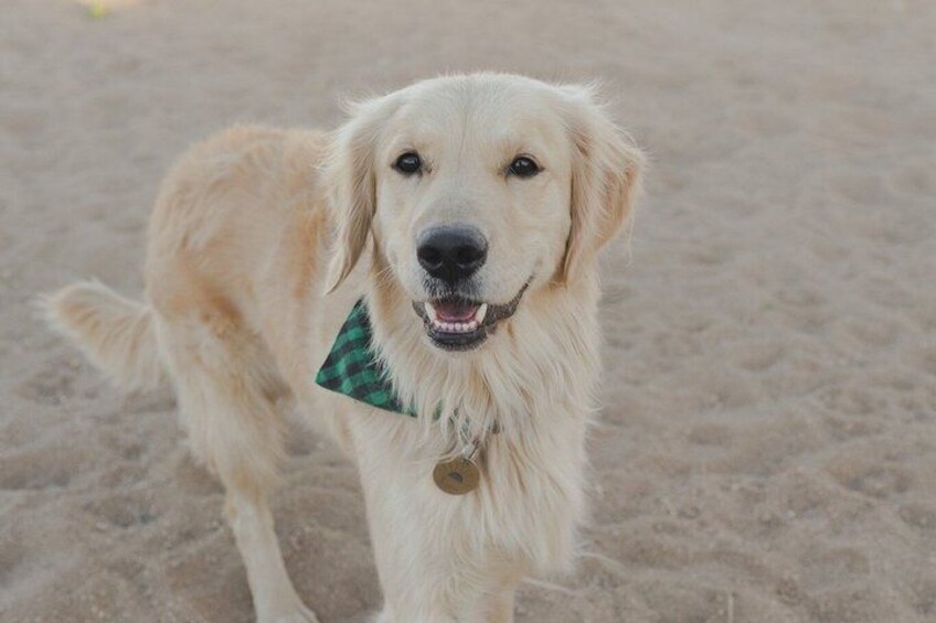 Golden Retriever Retreat in Joshua Tree, CA 3