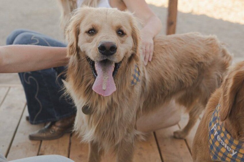Golden Retriever Retreat in Joshua Tree, CA 5