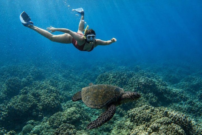 A diver swimming with a sea turtle in clear blue water. 1