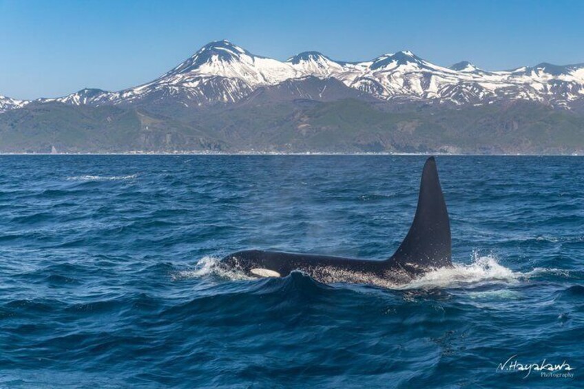 6 Days Hokkaido Private Tour With Lake Toya, Hakodate, Sapporo 5
